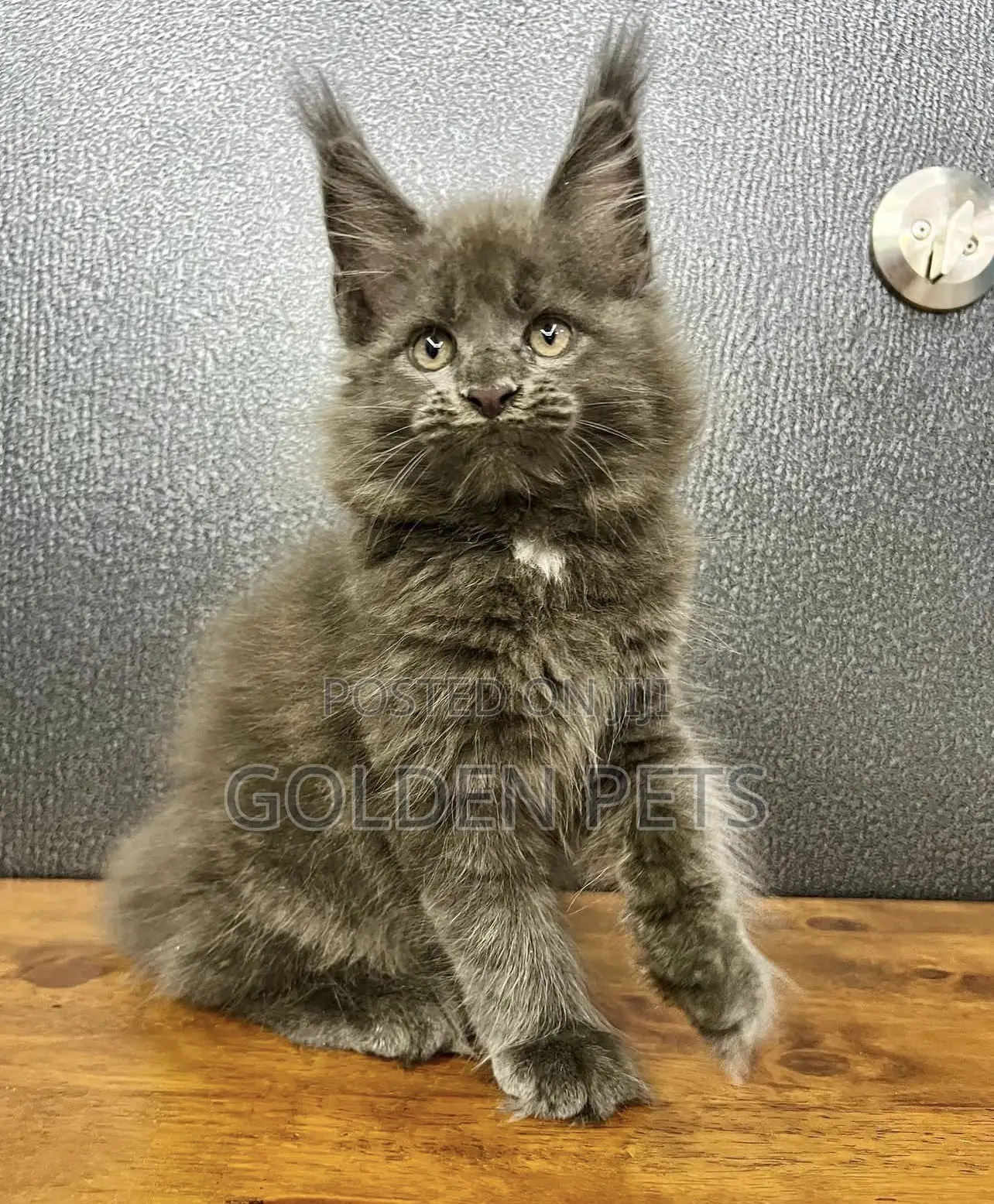 1-3 months Male Purebred Maine Coon
