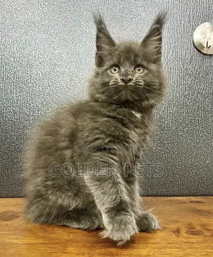 1-3 months Male Purebred Maine Coon