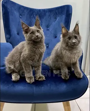 3-6 months Female Purebred Maine Coon