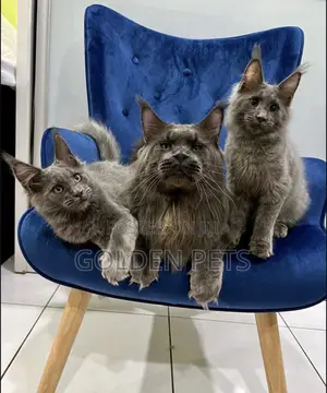 3-6 months Male Purebred Maine Coon