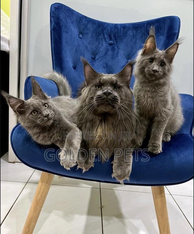 3-6 months Male Purebred Maine Coon