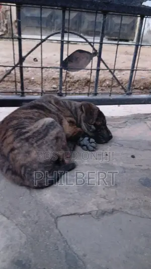 1-3 months Male Mixed Breed Labrador Retriever