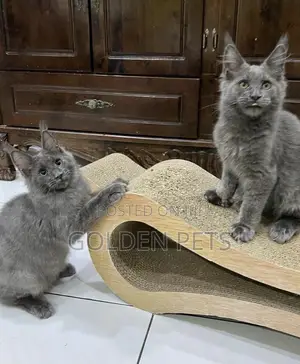 3-6 months Male Purebred Maine Coon