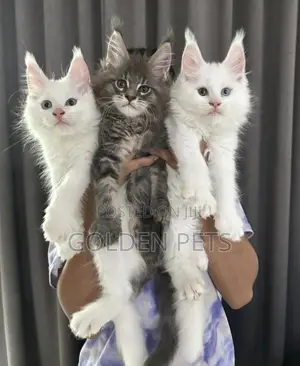 3-6 months Female Purebred Maine Coon