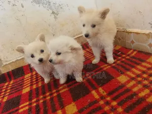 0-1 month Female Purebred Japanese Spitz