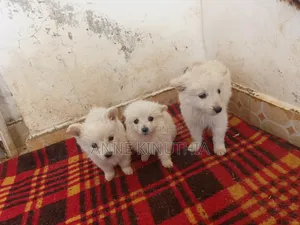 0-1 month Female Purebred Japanese Spitz
