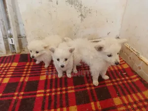 0-1 month Female Purebred Japanese Spitz