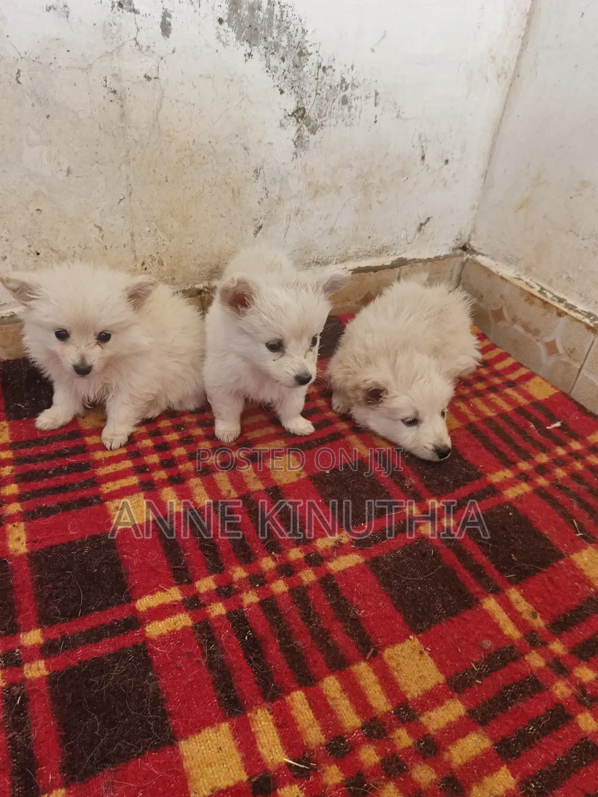 0-1 month Female Purebred Japanese Spitz