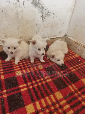 0-1 month Female Purebred Japanese Spitz