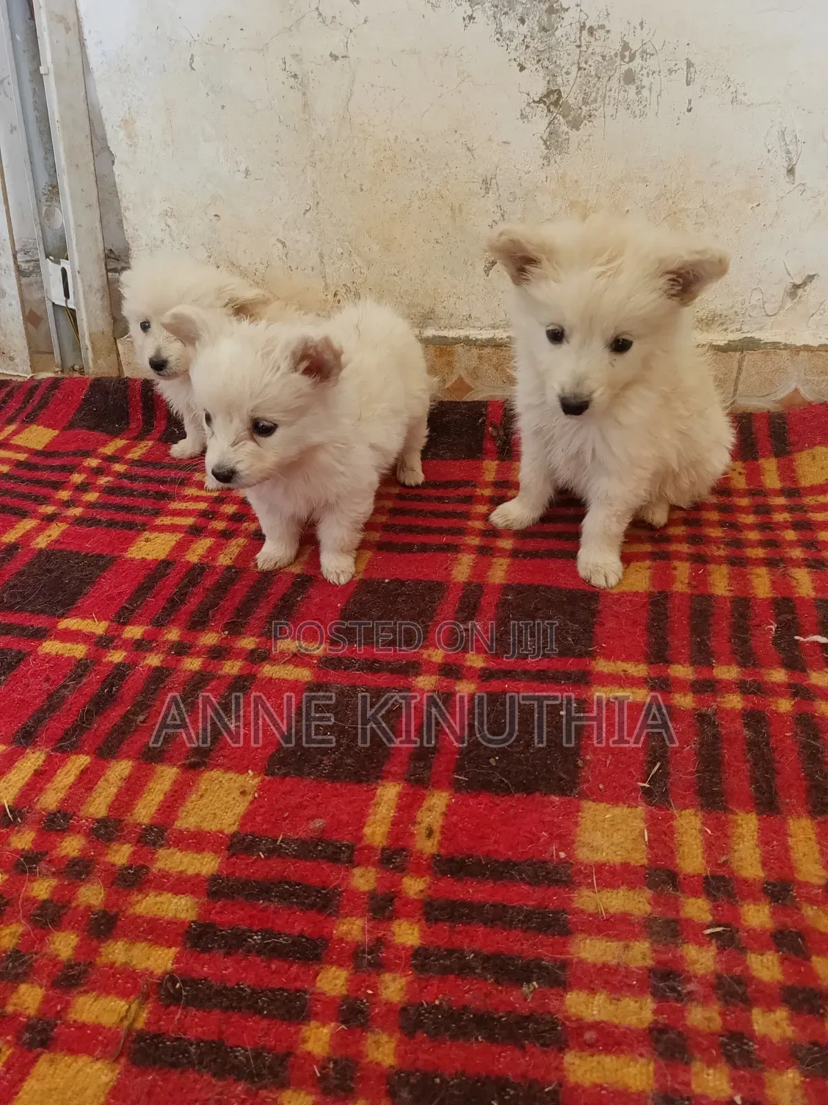 0-1 month Female Purebred Japanese Spitz