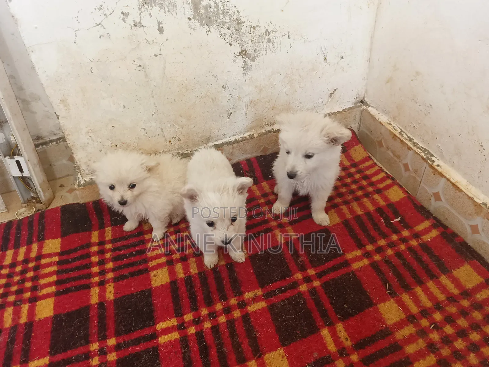 0-1 month Female Purebred Japanese Spitz