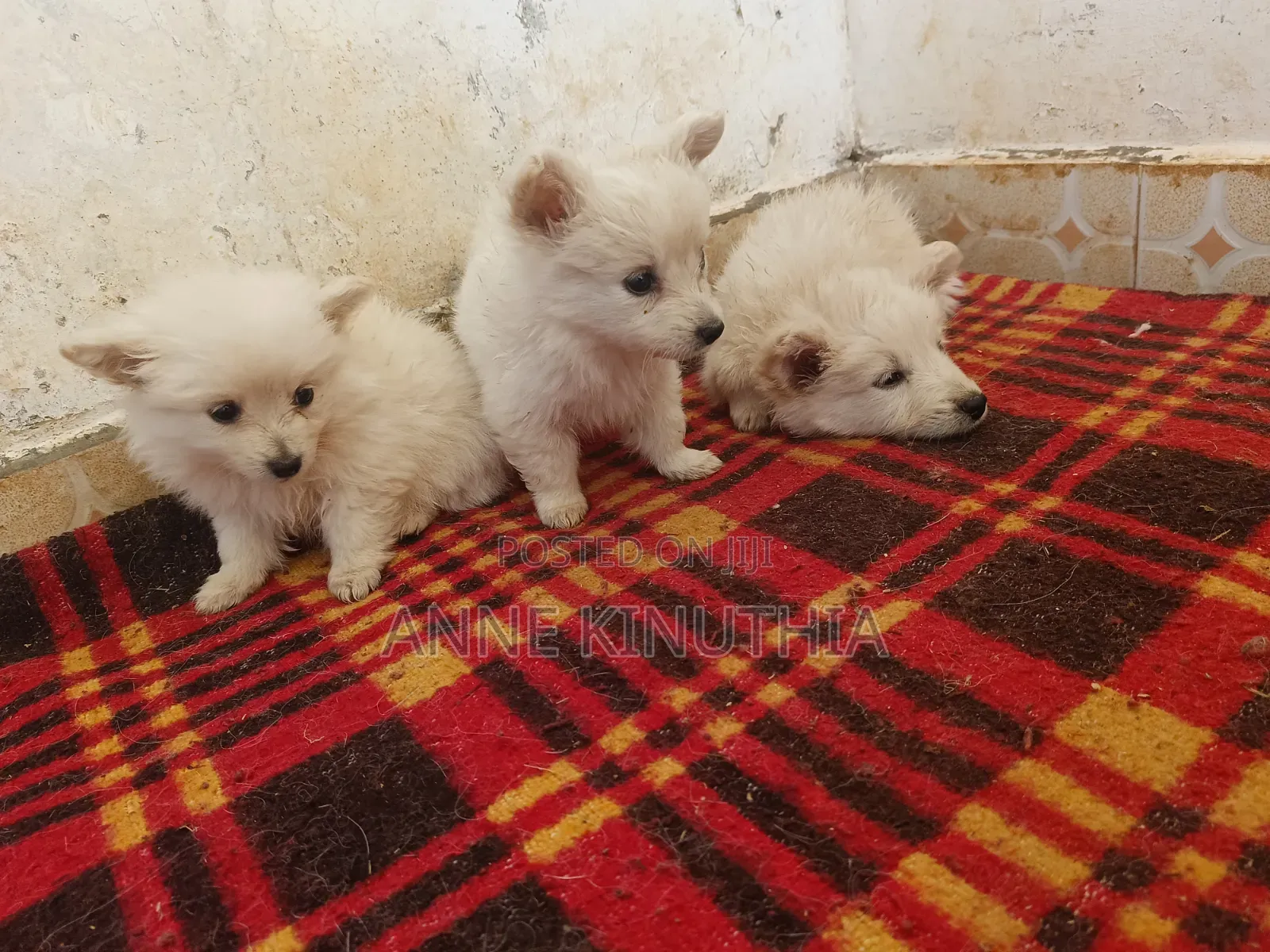 0-1 month Female Purebred Japanese Spitz