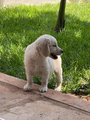 1-3 months Female Purebred Golden Retriever