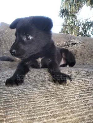 1-3 months Male Purebred Border Collie