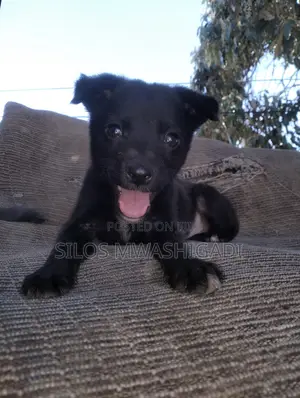 1-3 months Male Purebred Border Collie