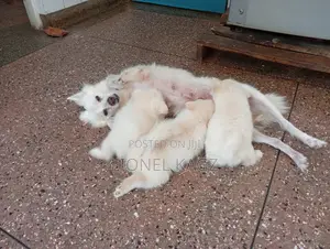 3-6 months Male Purebred Japanese Spitz