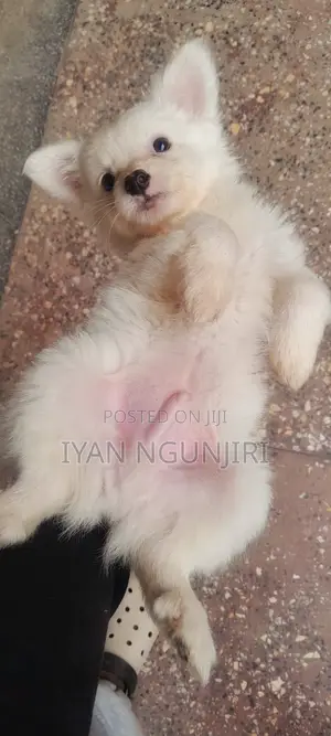 1-3 months Male Purebred Japanese Spitz