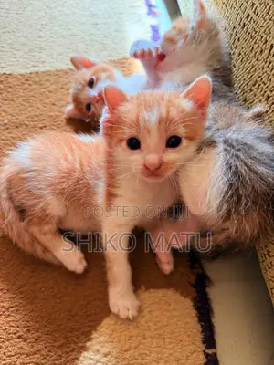 1-3 months Male Mixed Breed American Shorthair