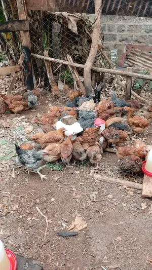Mature Rainbow F1 Chicken for Meat and Breeding