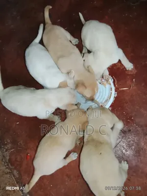 1-3 months Male Mixed Breed Labrador Retriever