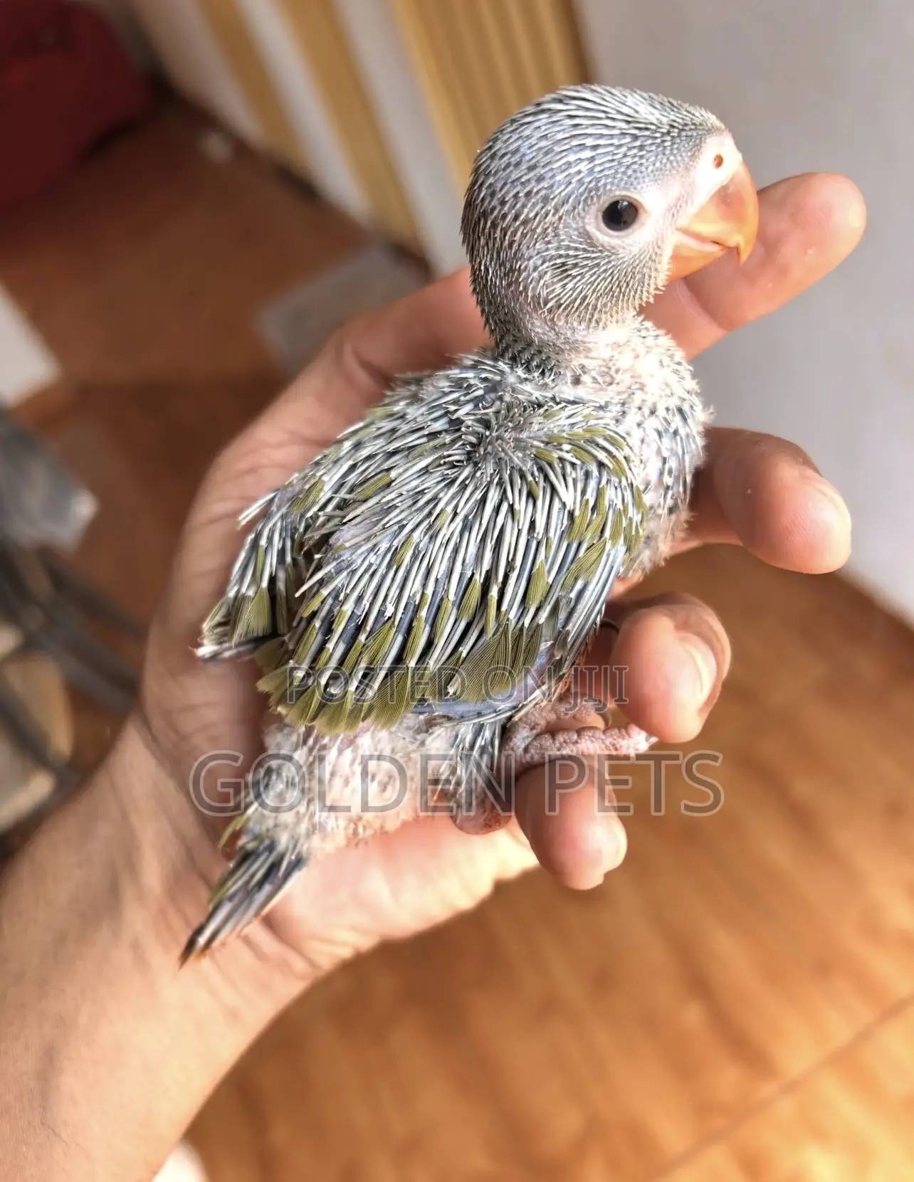 Indian Ringneck Chicks