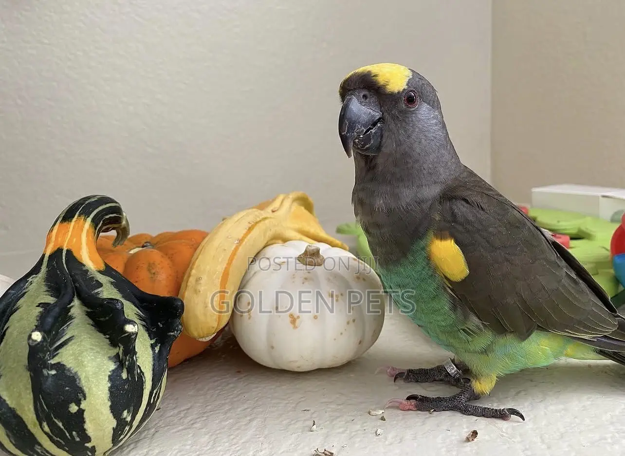Talking Bird