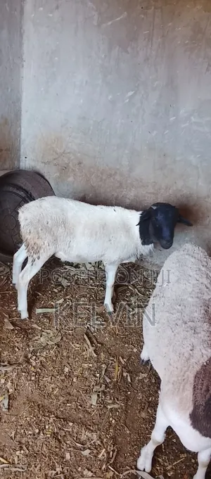 Breeding Ram