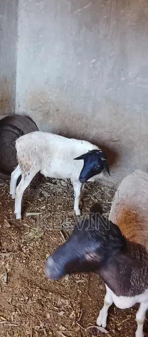Breeding Ram