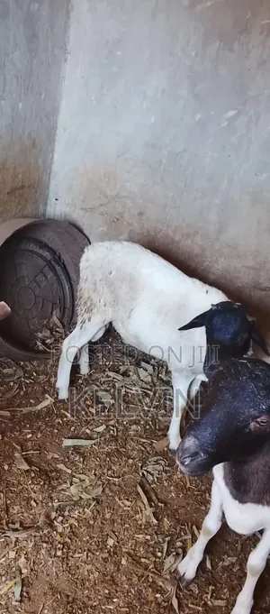 Breeding Ram