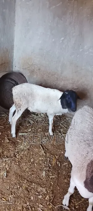 Breeding Ram