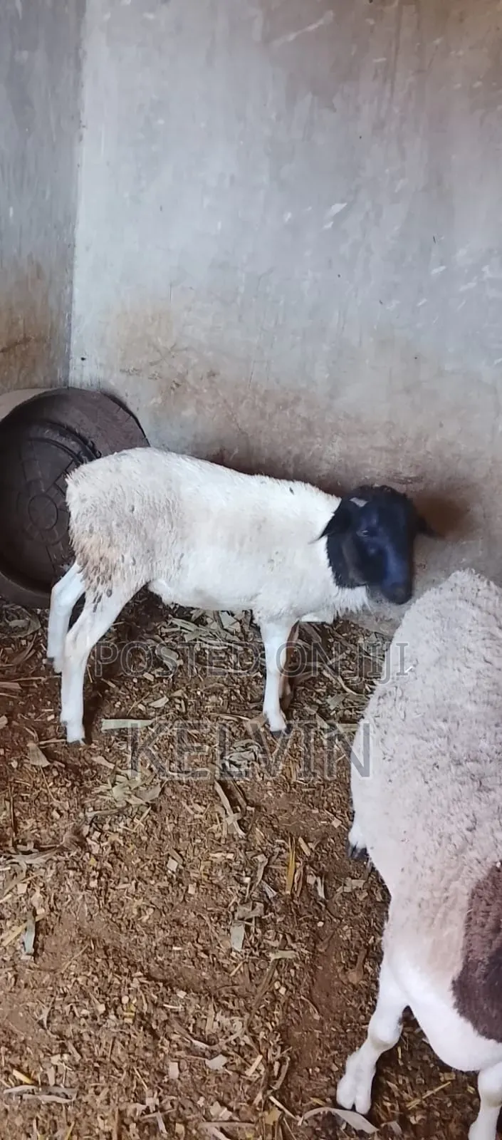 Breeding Ram