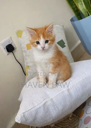 1-3 months Male Mixed Breed American Shorthair