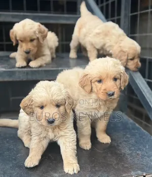 1-3 months Male Purebred Golden Retriever