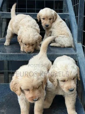 1-3 months Female Purebred Golden Retriever