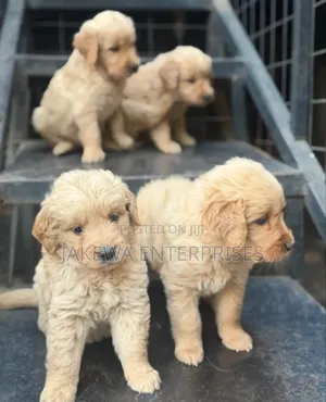 1-3 months Female Purebred Golden Retriever