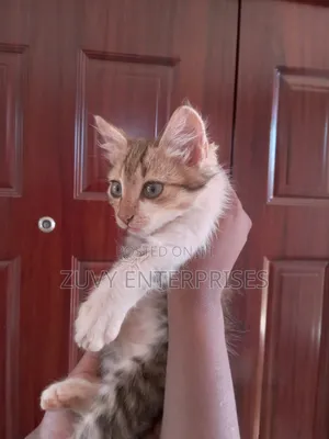 1-3 months Male Mixed Breed Tabby