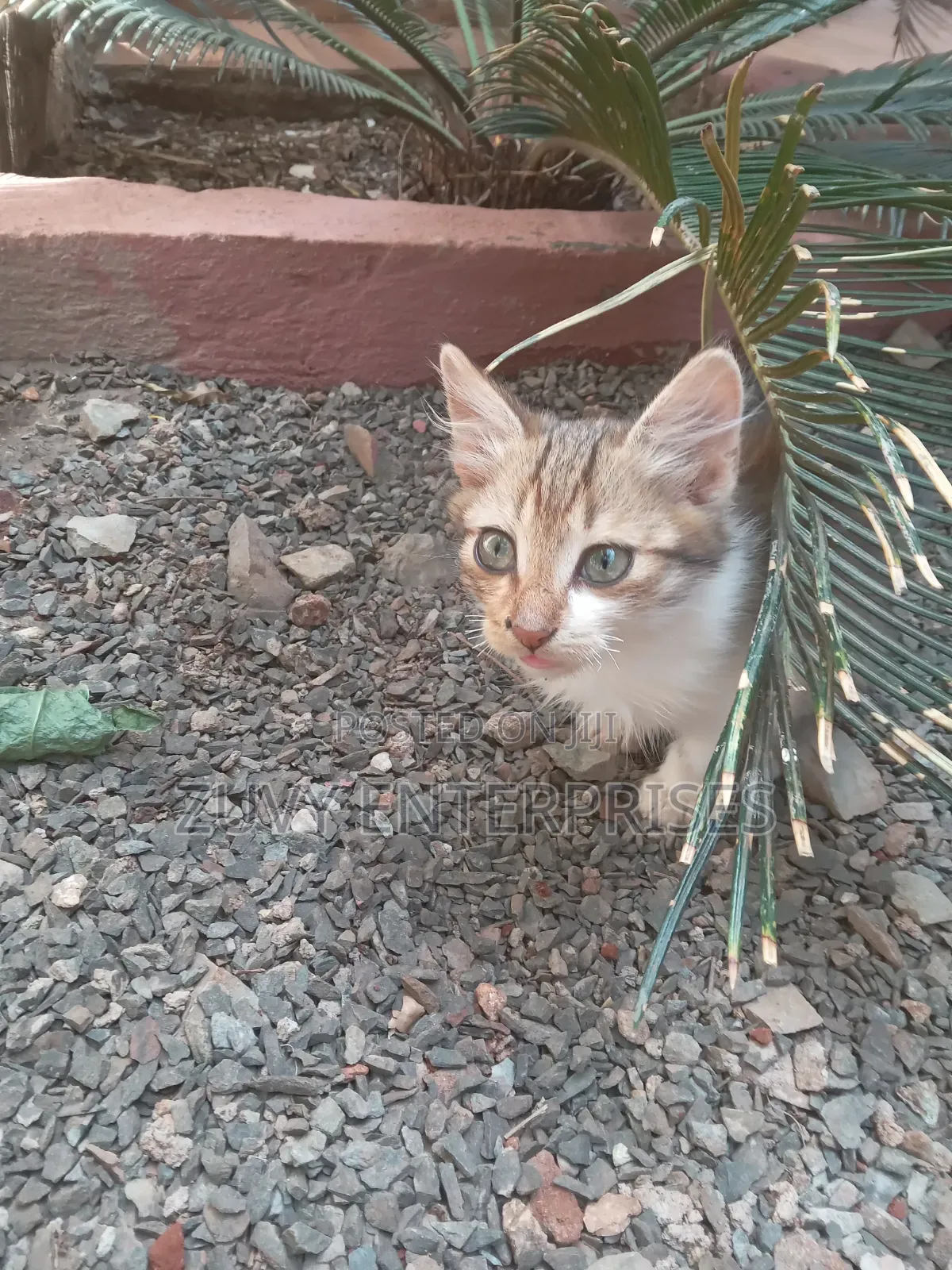 1-3 months Male Mixed Breed Tabby