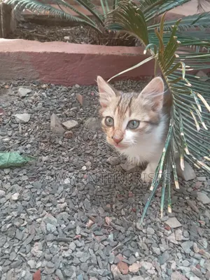 1-3 months Male Mixed Breed Tabby