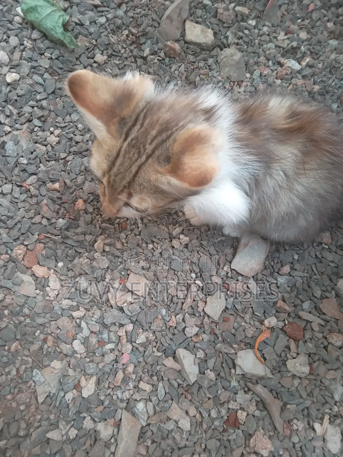 1-3 months Male Mixed Breed Tabby