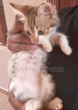 1-3 months Male Mixed Breed Tabby