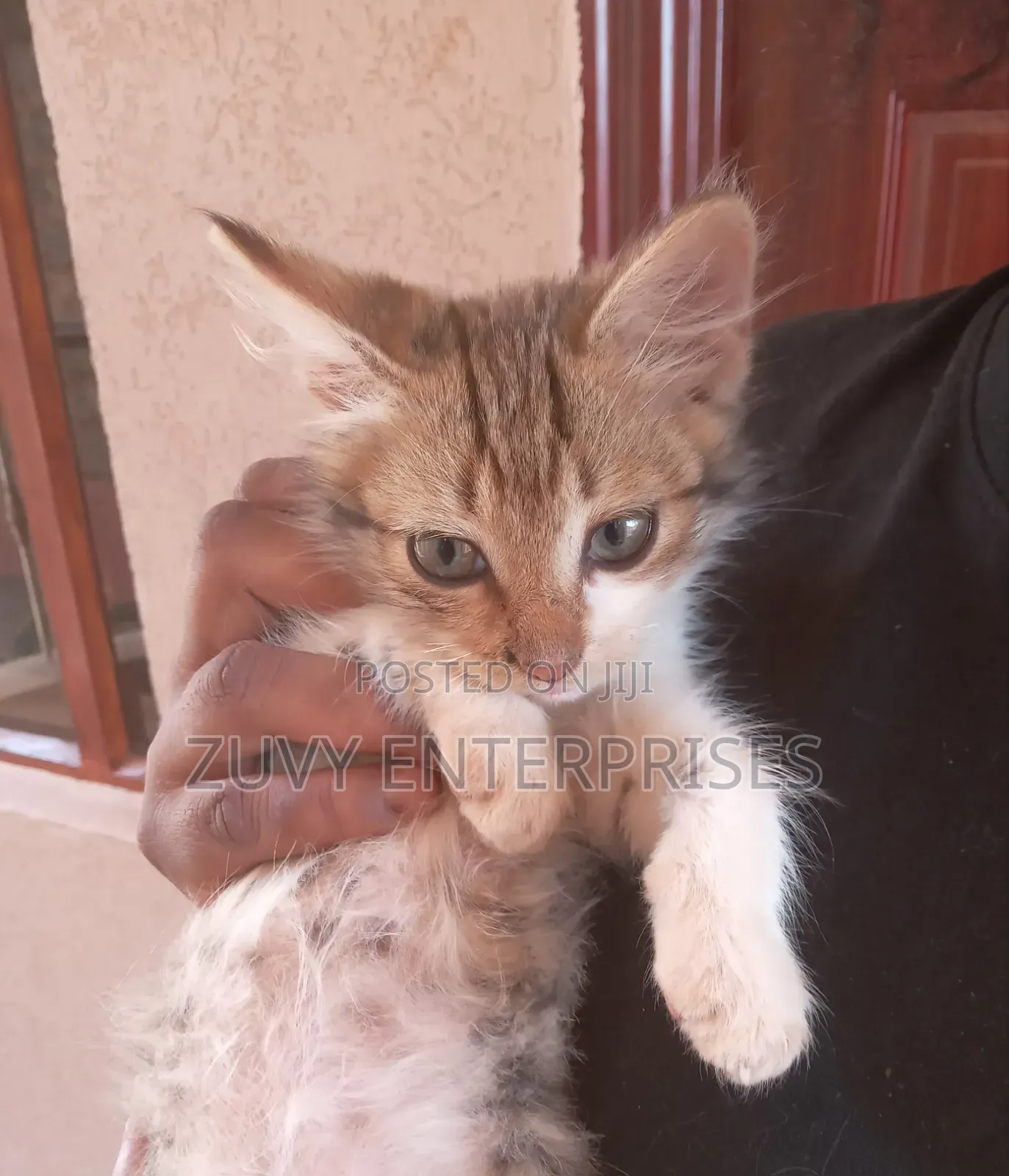 1-3 months Male Mixed Breed Tabby