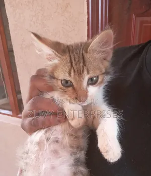 1-3 months Male Mixed Breed Tabby