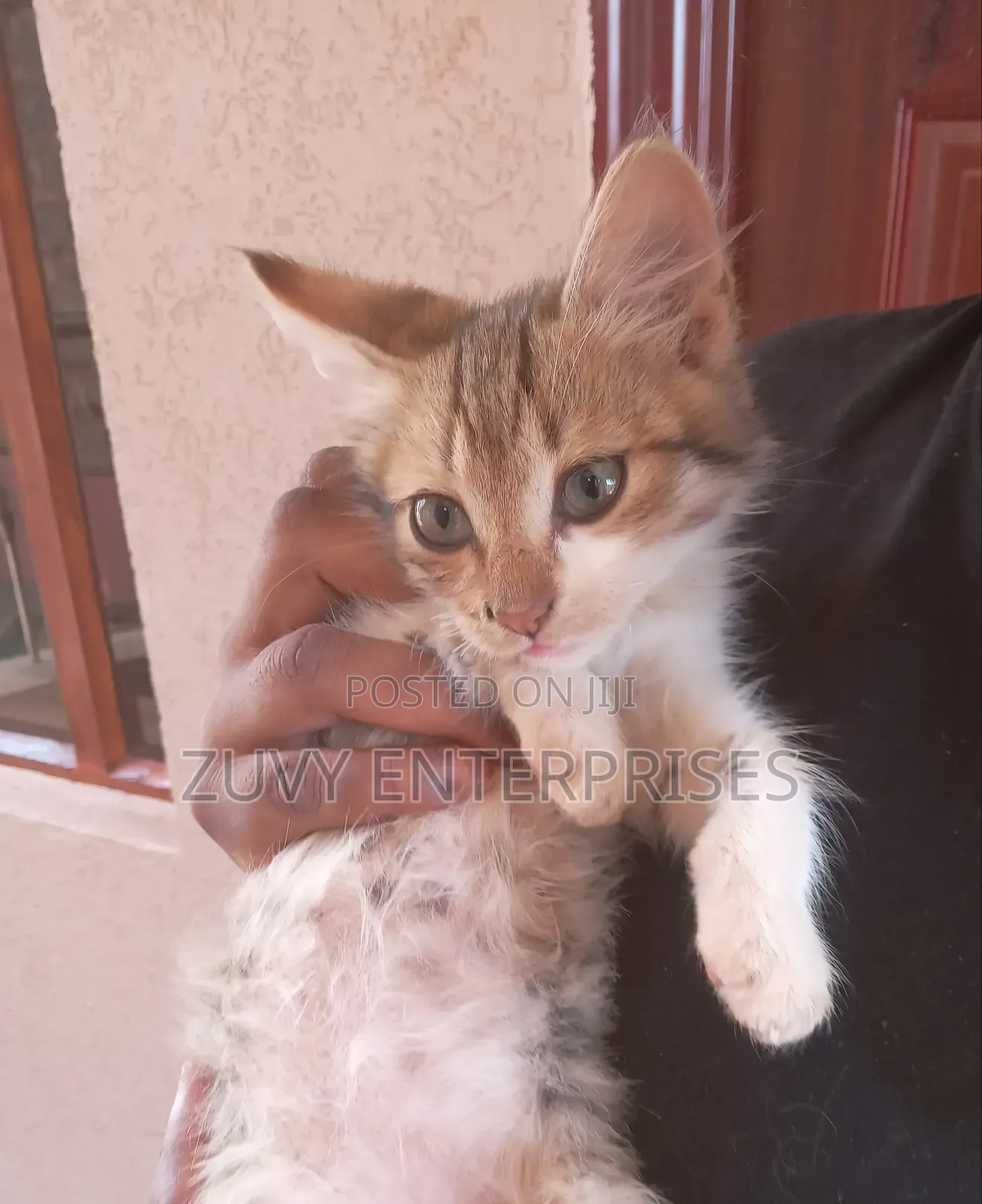 1-3 months Male Mixed Breed Tabby