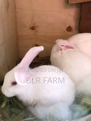 Quality Rabbits for Sale – Farm Raised (California White Pure Breed)