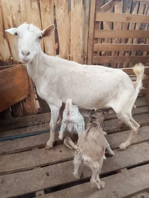Dairy Goats Closeout Sale, Mother + Kids!