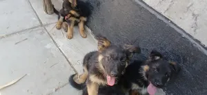 1-3 months Male Purebred German Shepherd