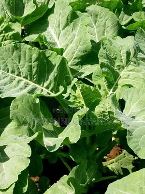 Sukuma Wiki