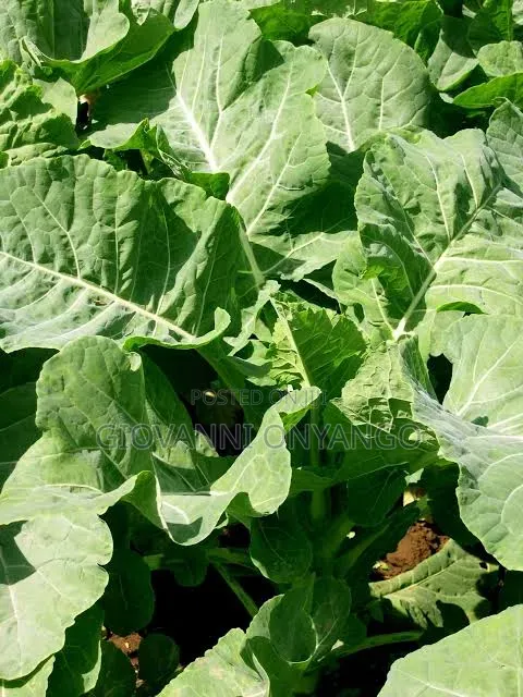 Sukuma Wiki