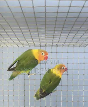 African Lovebirds