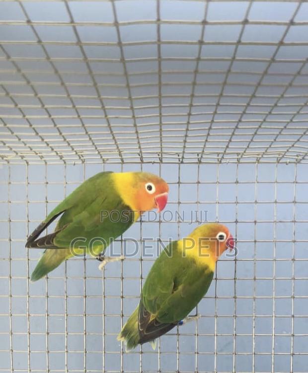 African Lovebirds - main view
